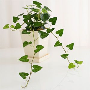 Garden - Home Three